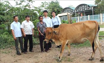 Tặng 3 con bò giống và quà cho phụ nữ nghèo dân tộc thiểu số xã Suối Trai
